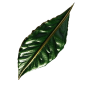 Luxury Leaf Image
